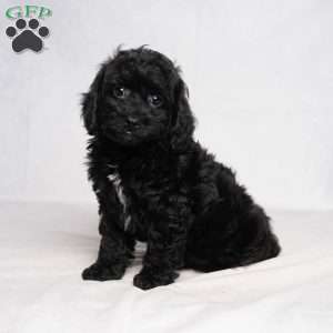 Izzy, Cavapoo Puppy